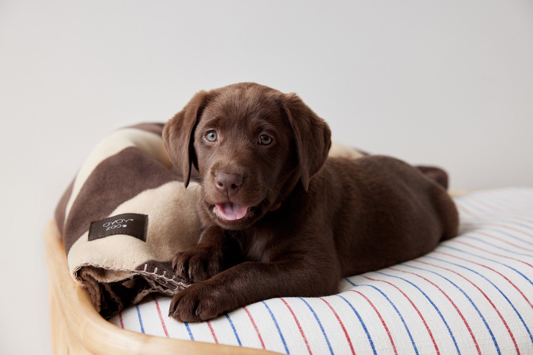 OYOY ZOO Kaya Dog Blanket - Medium Sleep