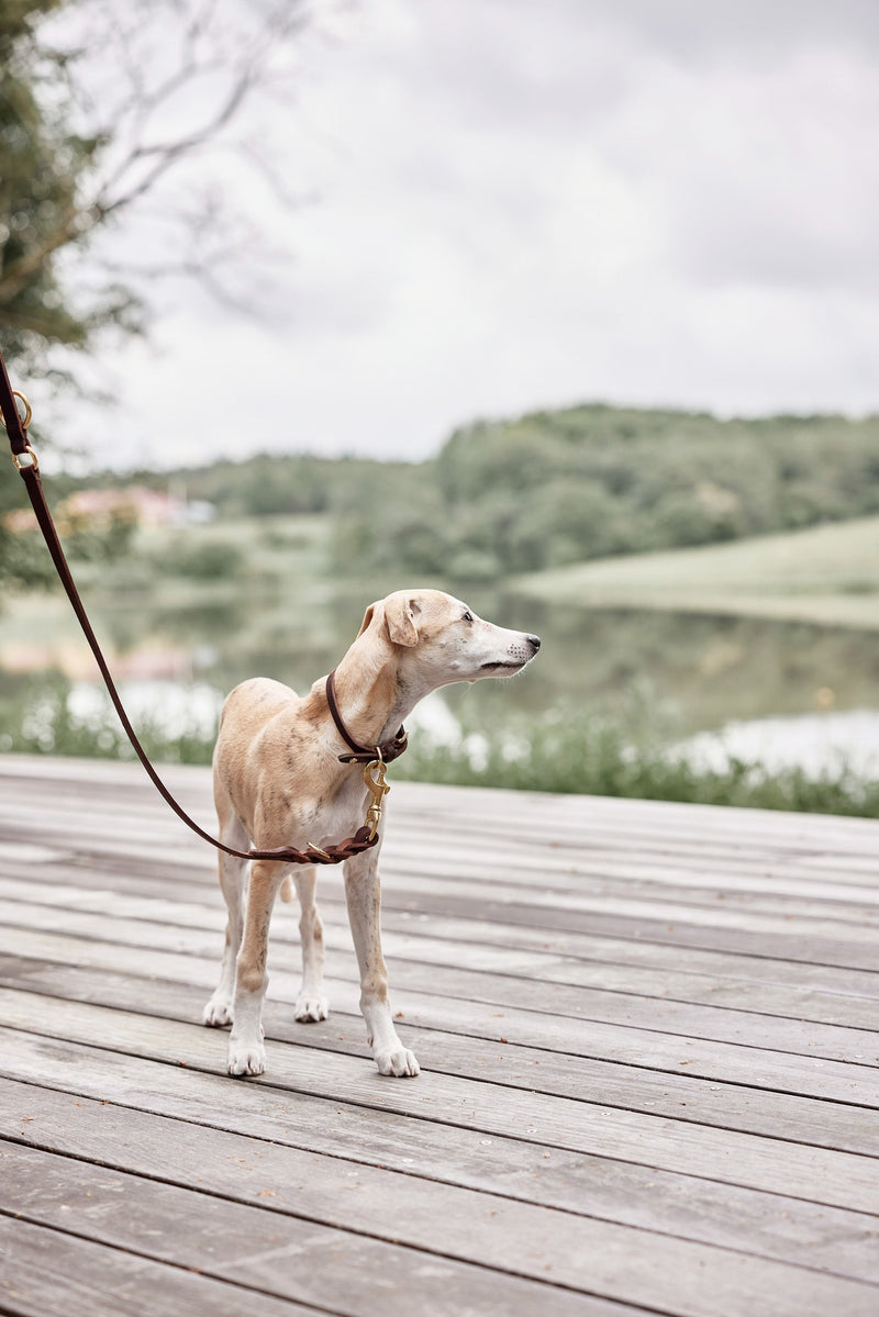 OYOY ZOO Robin Dog Collar - Medium Walk and Talk