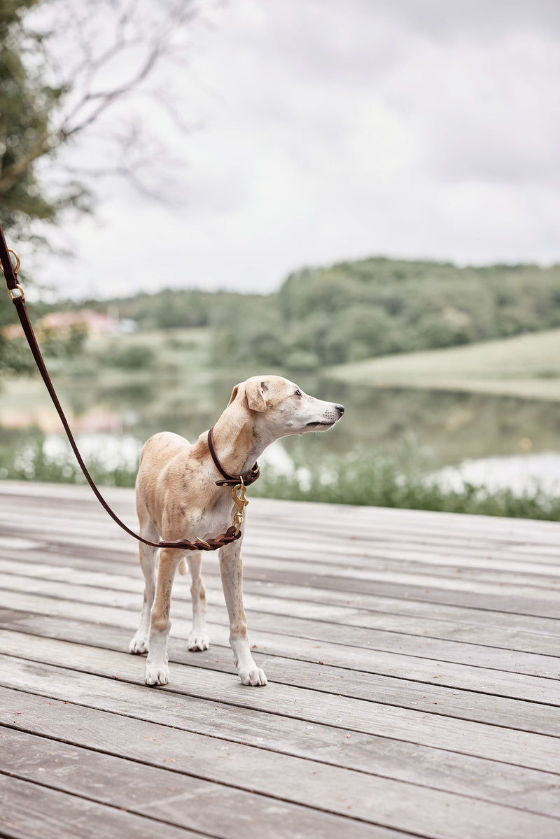 OYOY ZOO Robin Dog Collar - Small Walk and Talk